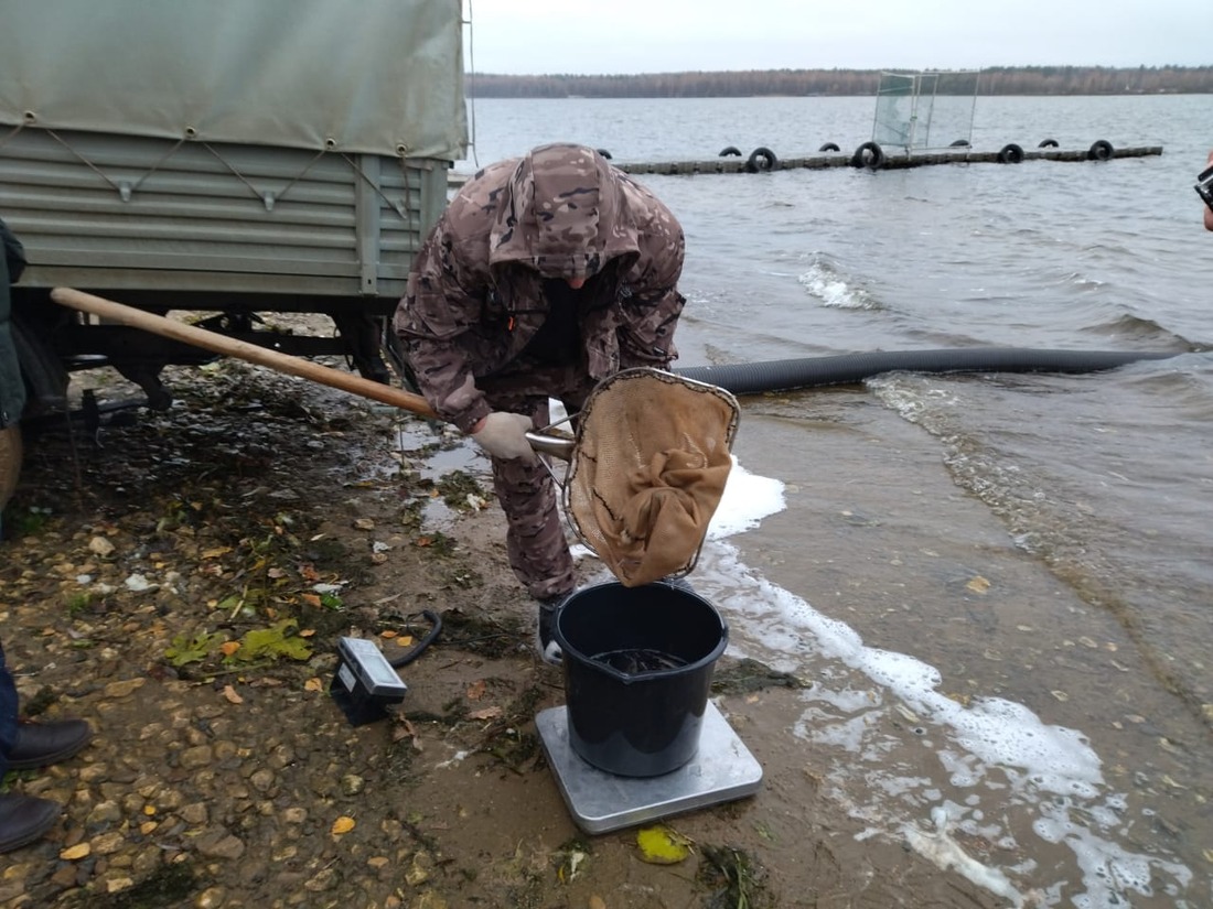 Выпуск мальков стерляди в Волгу на Чебоксарском водохранилище